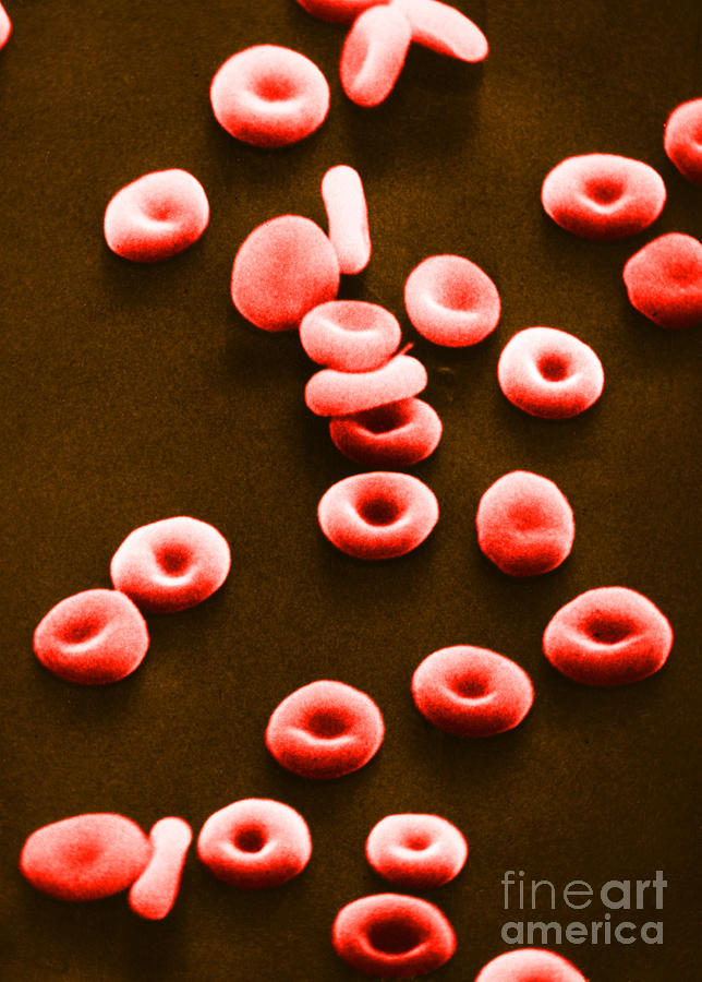 Red Blood Cells, Sem Photograph by Omikron
