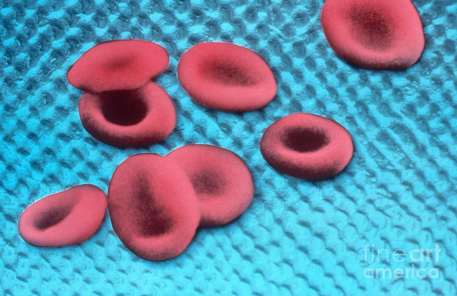 Red Blood Cells, Sem Photograph by Science Source