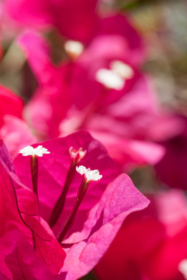 red Bougainvillea Photograph by Ralf Kaiser