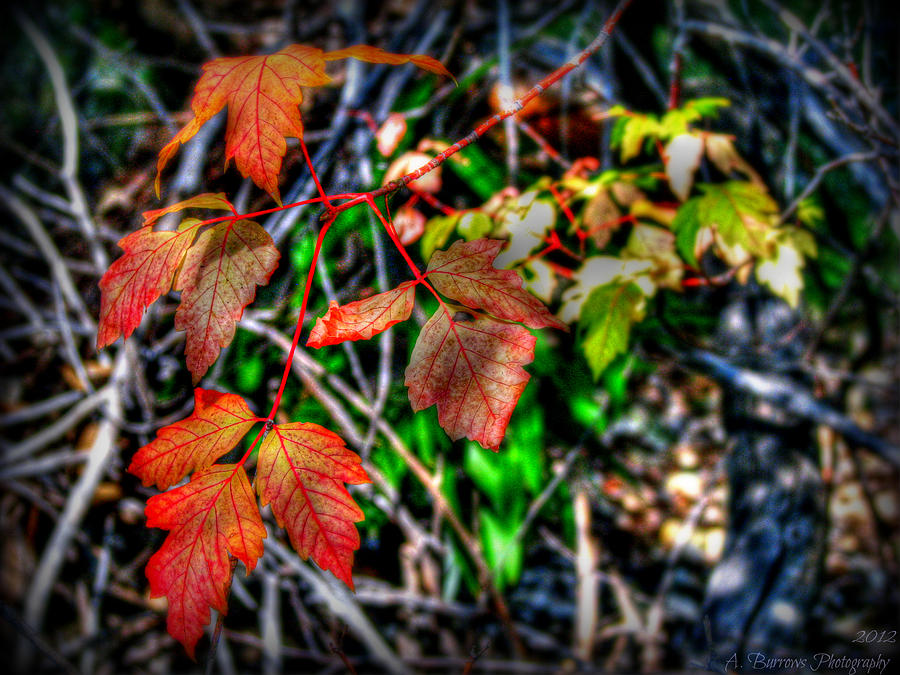 Red Box Elders Photograph by Aaron Burrows Pixels