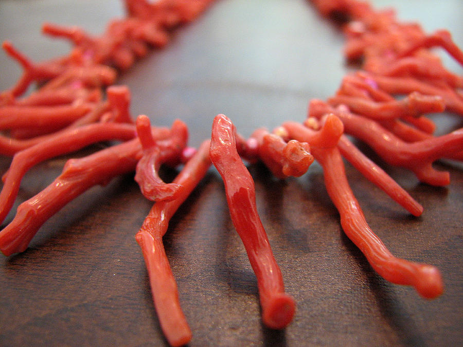 Red Branch Coral Necklace Photograph by Chris Anderson - Fine Art