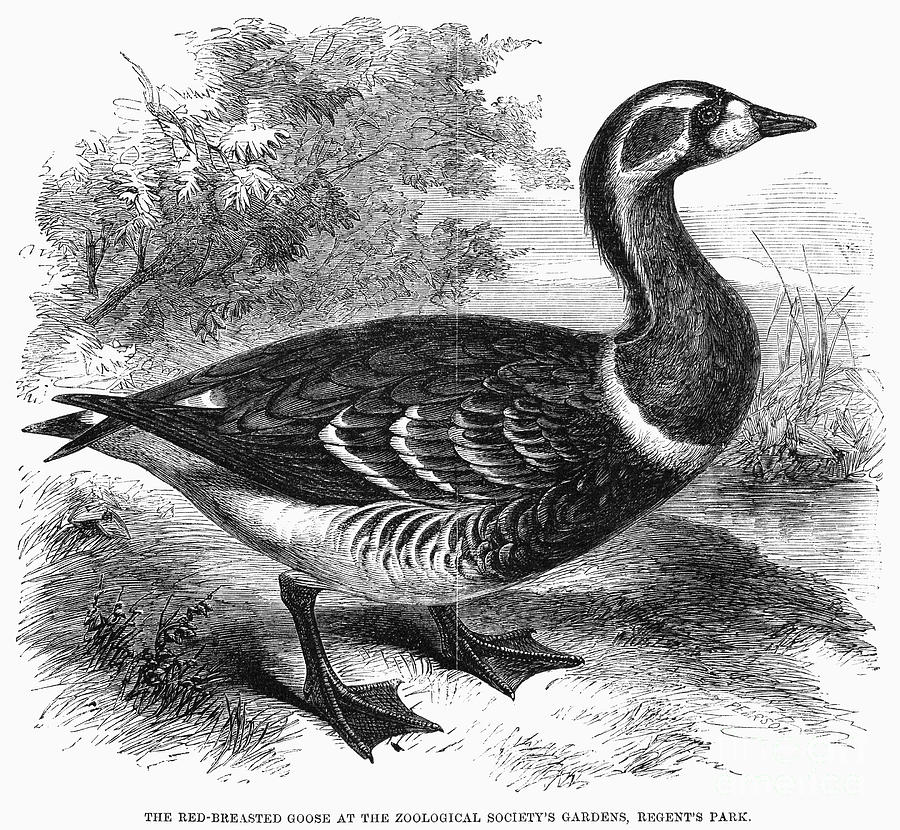 Red-breasted Goose, 1858 Photograph by Granger | Fine Art America