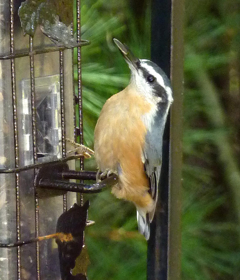 Red Breasted  Nuthatch Photograph by Frank Winters