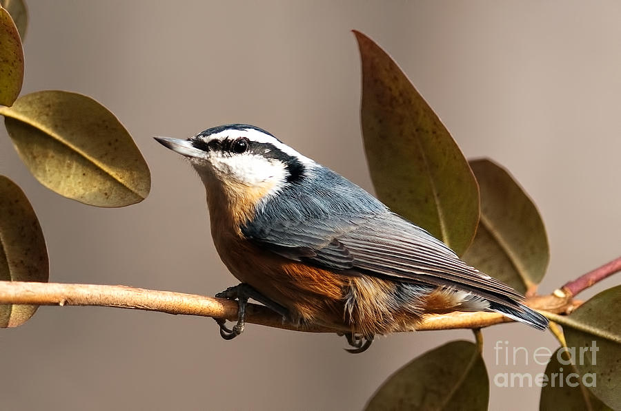 Red Breasted Nuthatch Photograph by Jean A Chang