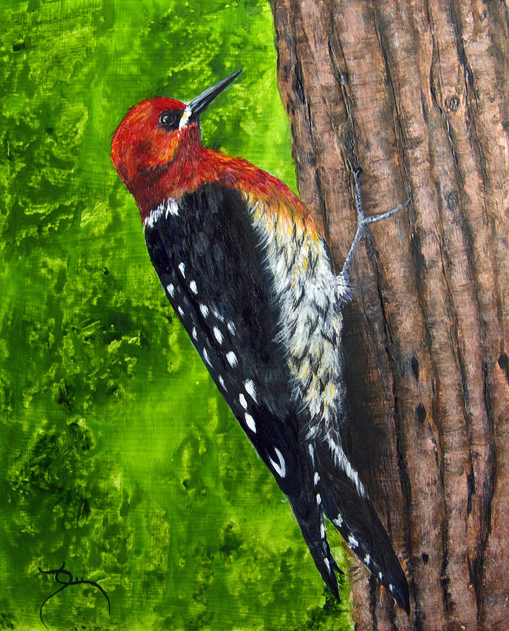 Woodpecker Painting - Red Breasted Sapsucker by Dee Carpenter