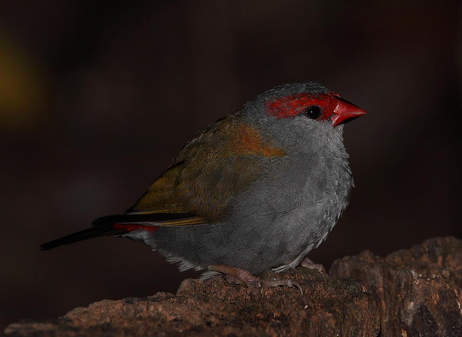 Red-browed Finch Photograph by Bruce J Robinson