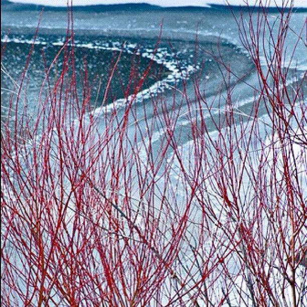 Red Bud and Ice Photograph by Felice Willat