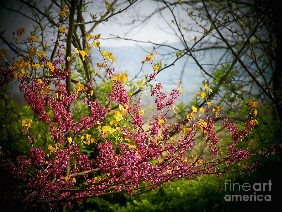 Red Buds by the Mountain Photograph by Joyce Kimble Smith