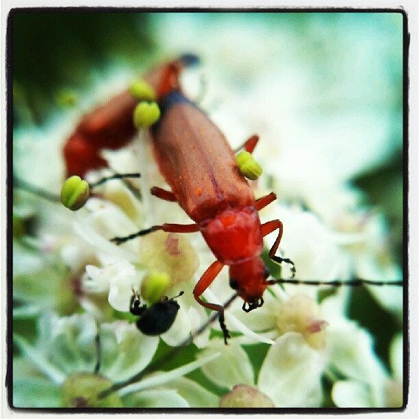 Flower Photograph - Red Bug by Vicki Field