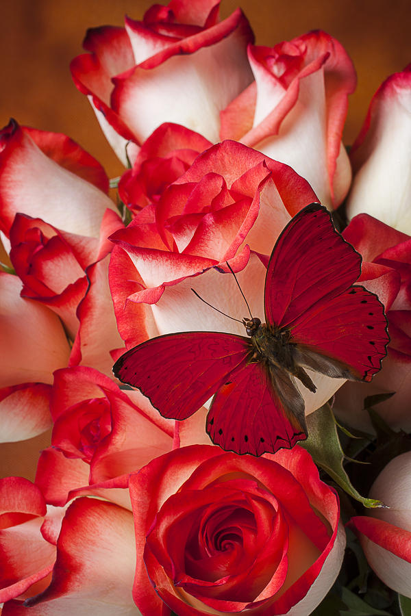 Insects Photograph - Red butterfly on blush roses by Garry Gay