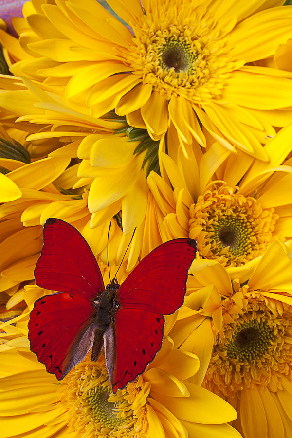 Butterfly Photograph - Red butterfly on yellow daisys  by Garry Gay