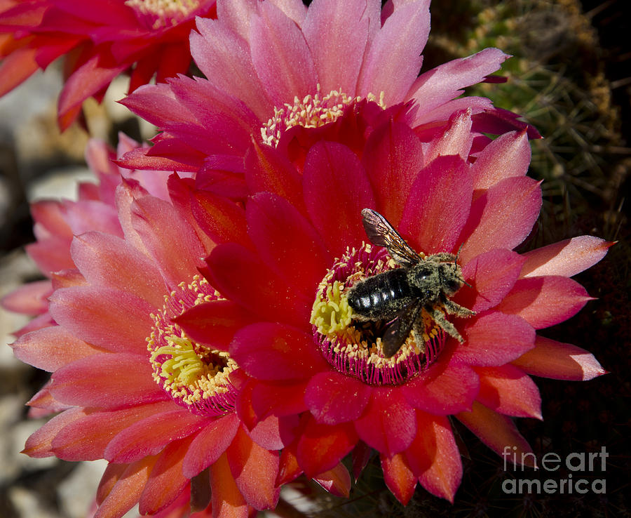 Red cactus flower with bumble bee Photograph by Jim And Emily Bush