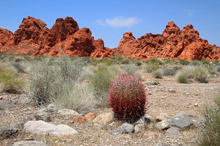 Red Cactus in Valley of Fire Photograph by Pierre Leclerc Photography