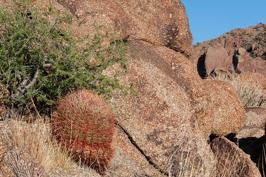 Red Cactus Rock Photograph by Lorraine Devon Wilke