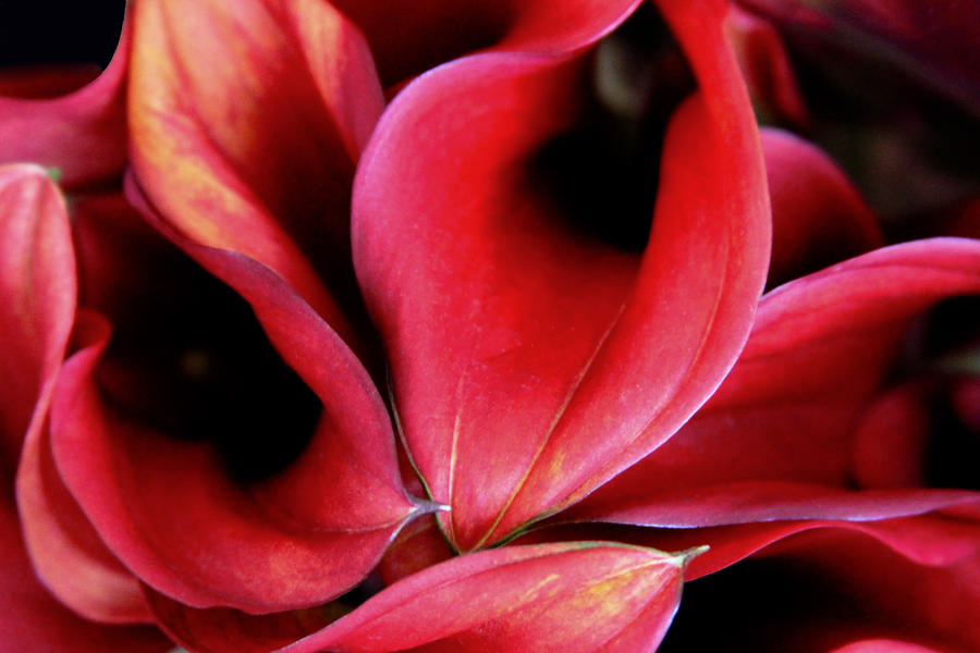 Red Calla Lilies Photograph by Tony Grider