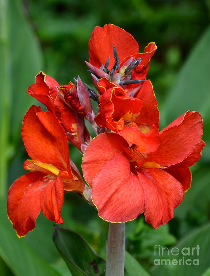 Red Calla Lily Photograph by Carol  Bradley