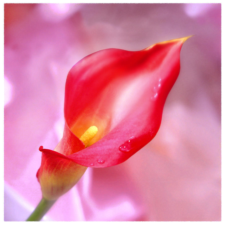 Red Calla Lily Photograph by Mike McGlothlen