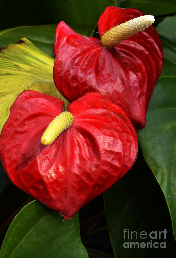 Red calla lily Photograph by Mike Nellums