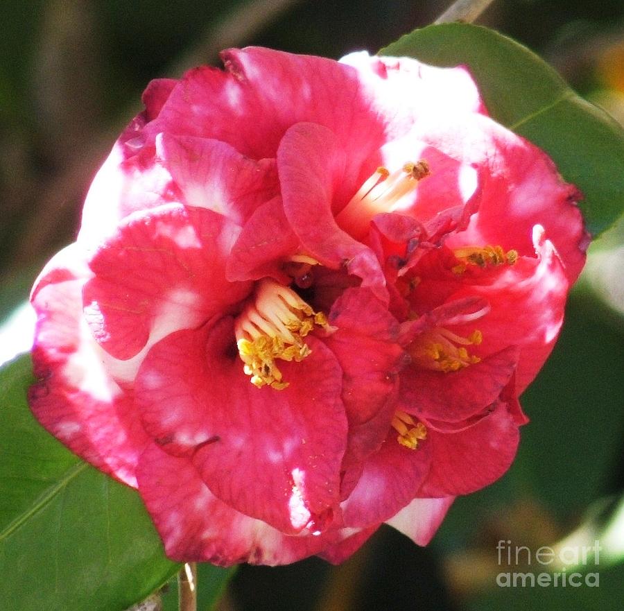 Red Camelia Photograph by Therese Alcorn