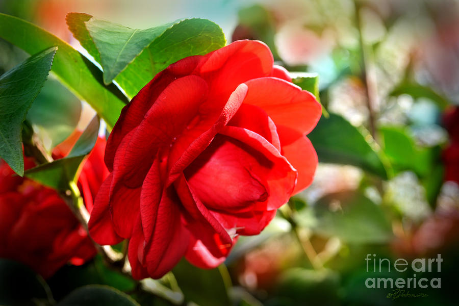 Red Camellia Photograph by Pat Davidson