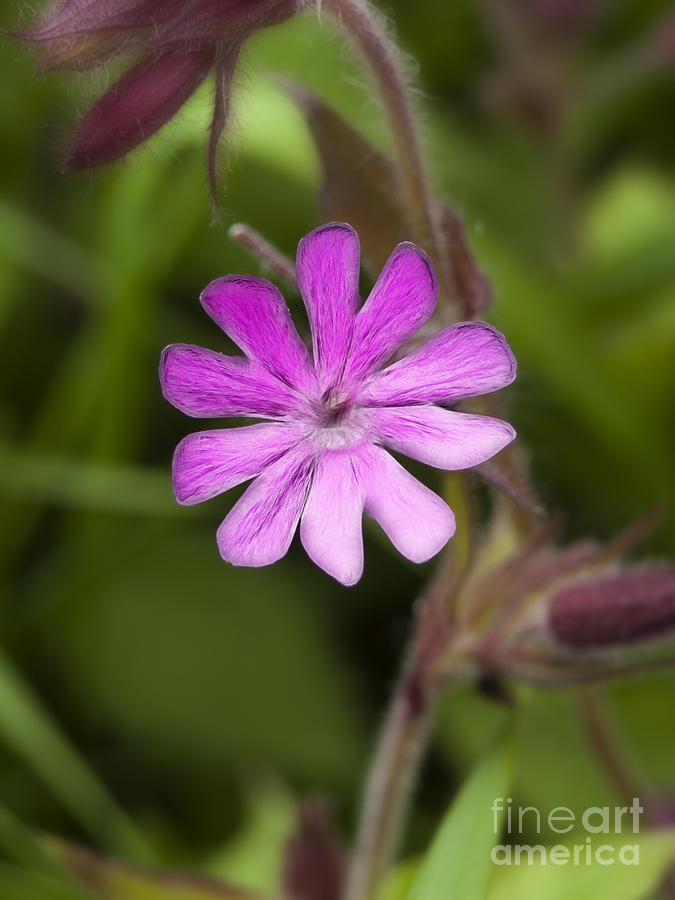 Red Campion Photograph by Steev Stamford