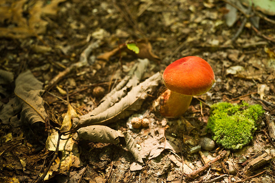 Mushroom Photograph - Red Caped Mushroom 1 by Douglas Barnett