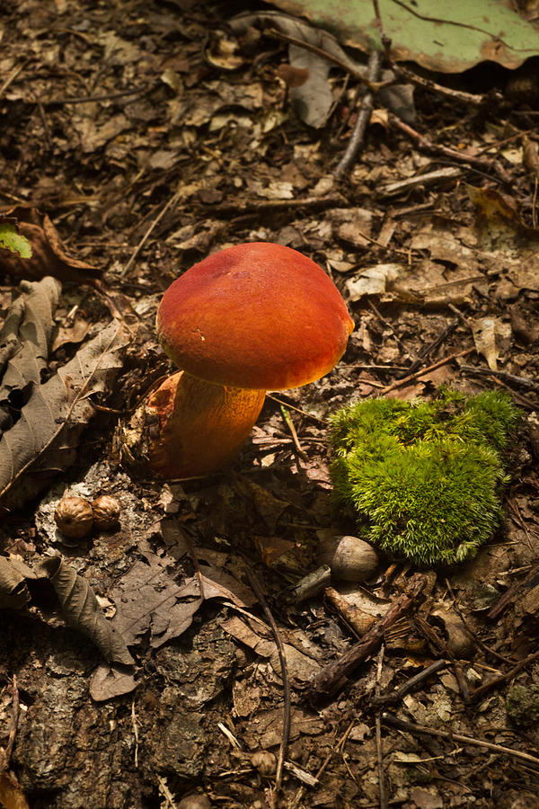 Red Caped Mushroom 3 Photograph by Douglas Barnett