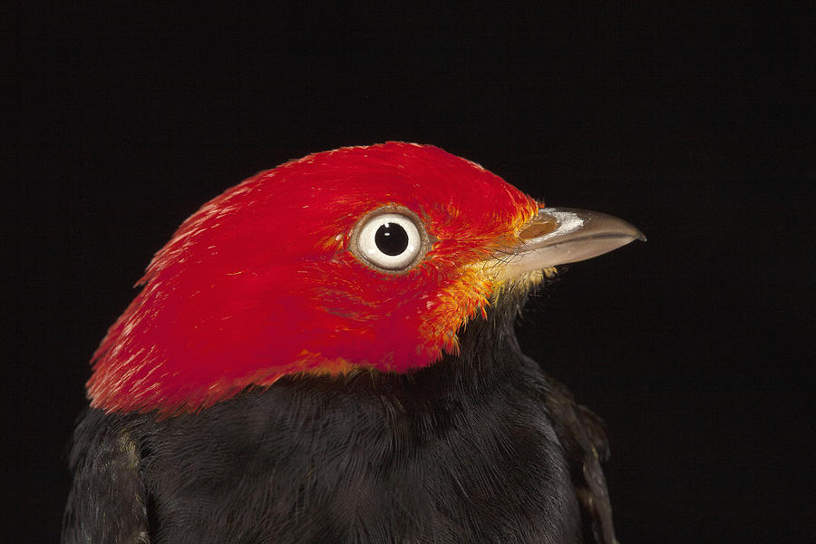 Red-capped Manakin Pipra Mentalis Male Photograph by Christian Ziegler