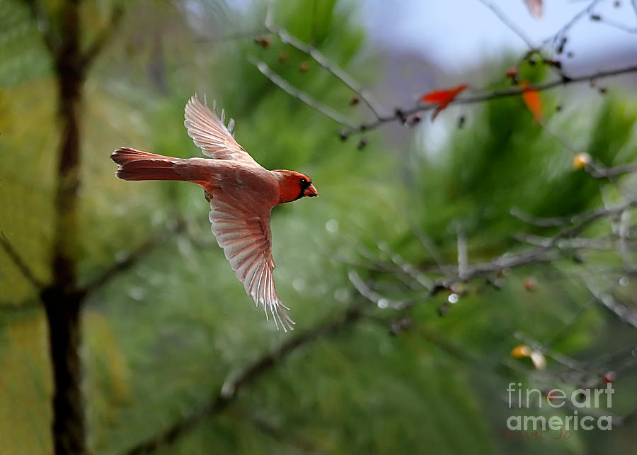Red Cardinal Flight Photograph by Nava Thompson