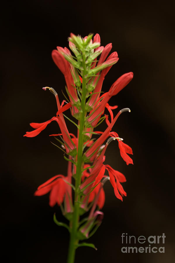 Red Cardinal Flower Photograph