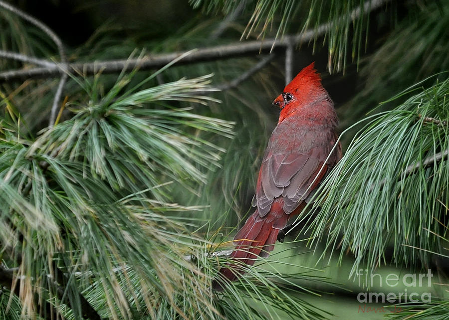 Red Cardinal in Green Pine Photograph by Nava Thompson