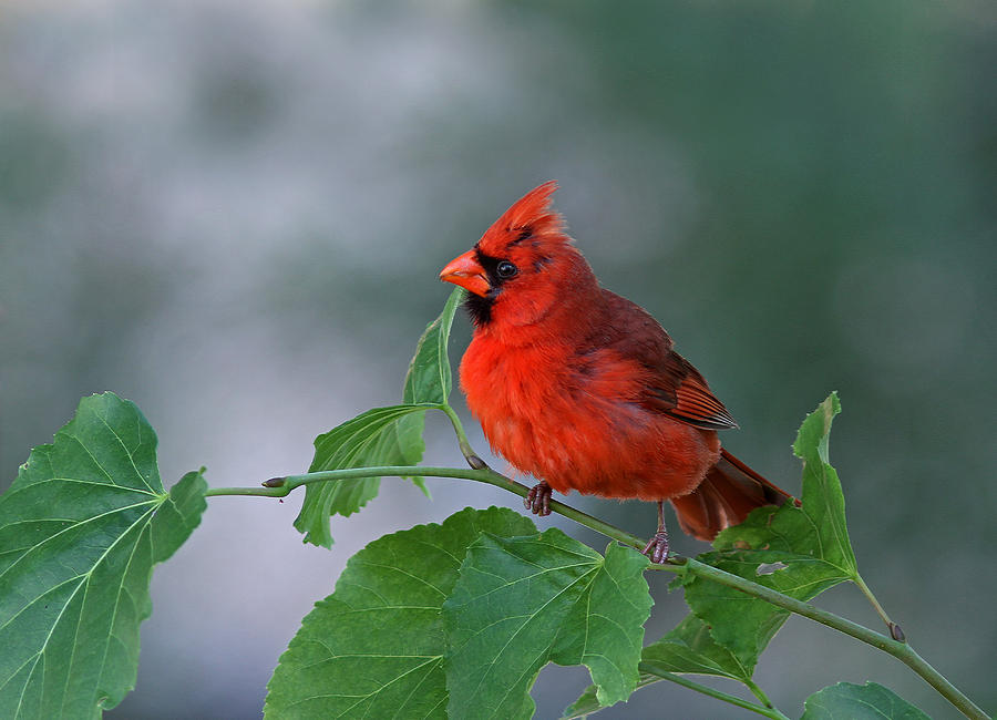 Red Cardinal Photograph by Juergen Roth