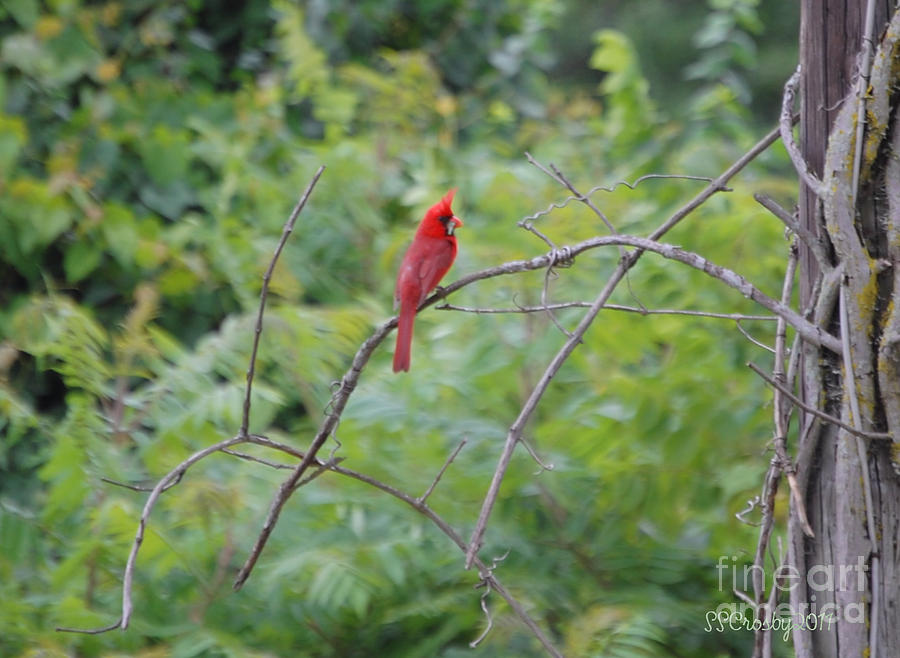 Red Cardinal  Photograph by Susan Stevens Crosby