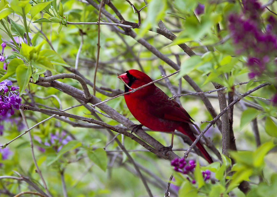 Red Carinal in Lilacs Photograph by Trudy Wilkerson