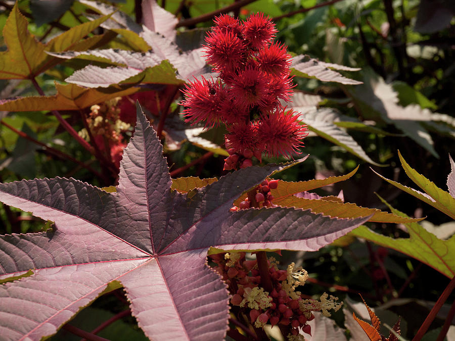 Red Castor Bean Pyrography by Chris Meyers - Fine Art America