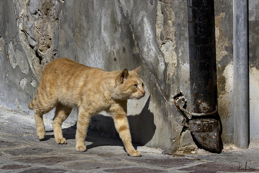Red cat in Burano Photograph by Raffaella Lunelli