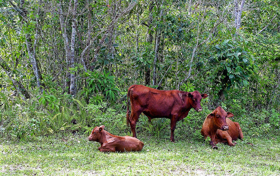 Red Cattle in Jamaica Photograph by Linda Phelps | Fine Art America