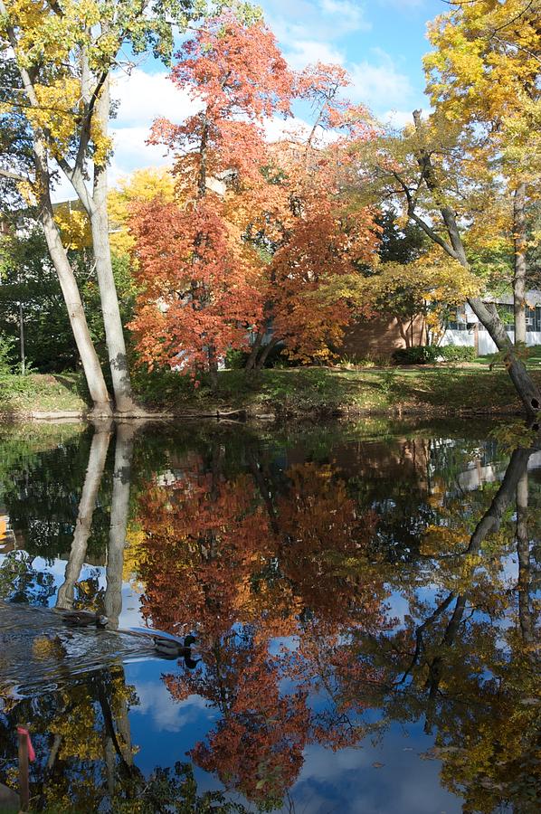 Red Cedar Reflections Photograph by Joseph Yarbrough