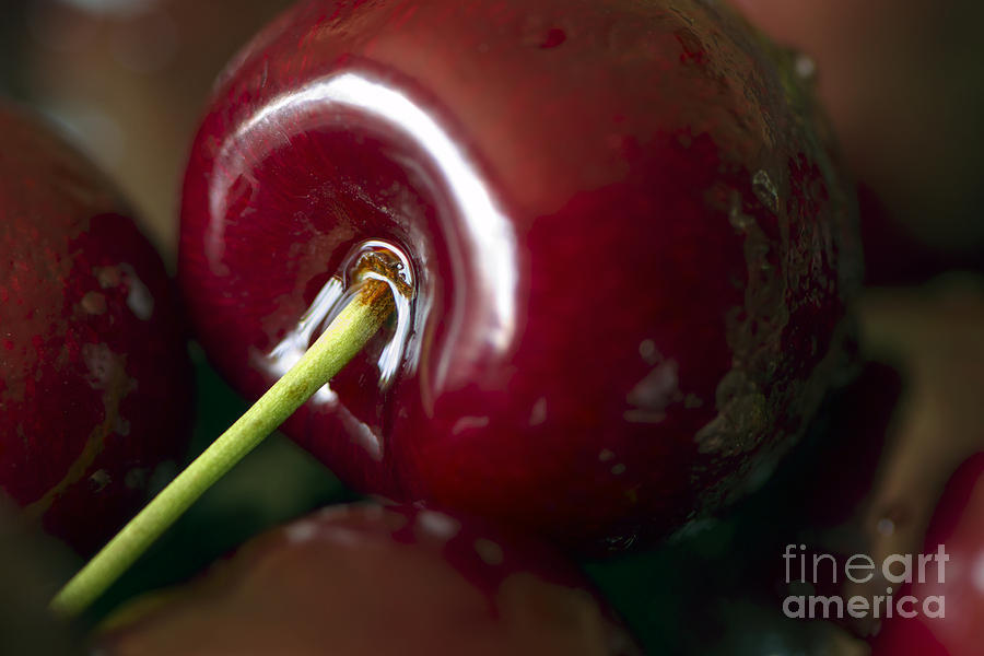 Red Cherry Photograph by Sharon Talson