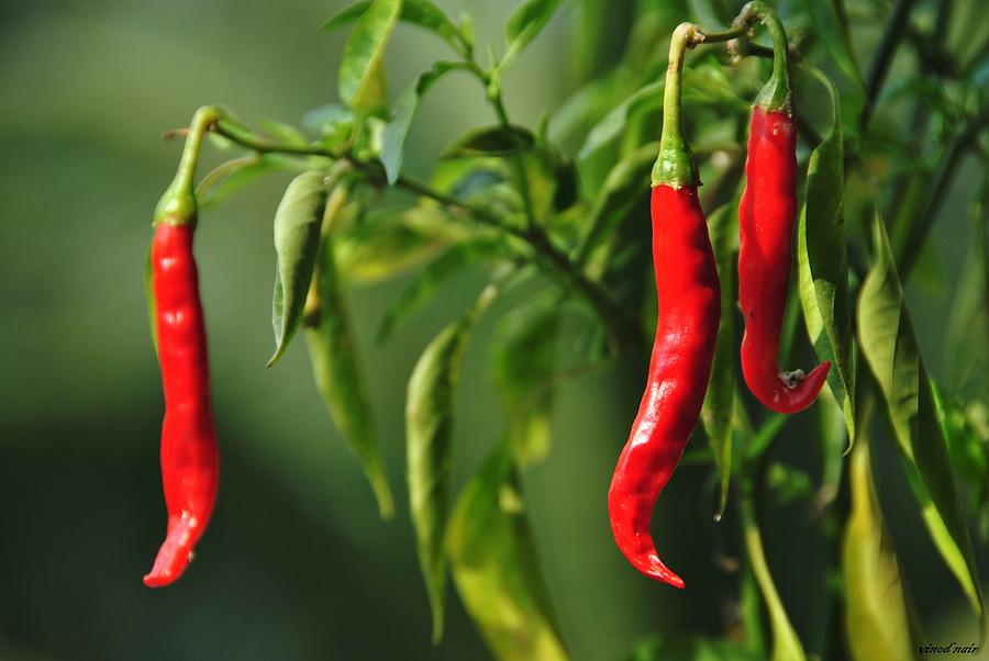 Red Chilli Peppers Photograph by Vinod Nair