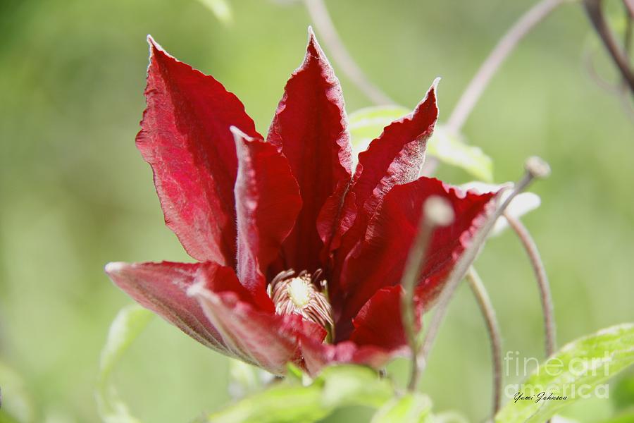 Red Clematis Photograph by Yumi Johnson