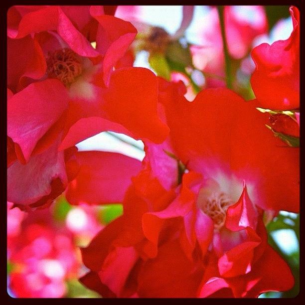 Rose Photograph - #red #climbing_roses #flowers #roses by Anna Porter