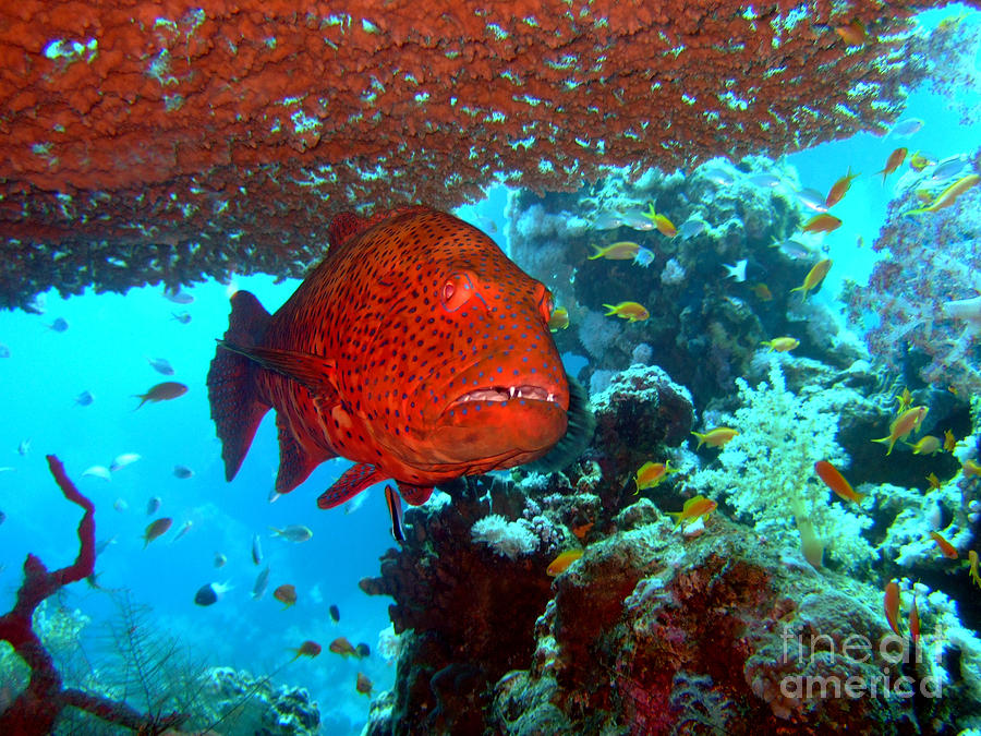 Fish Photograph - Red Close-up Grouper by MotHaiBaPhoto Prints