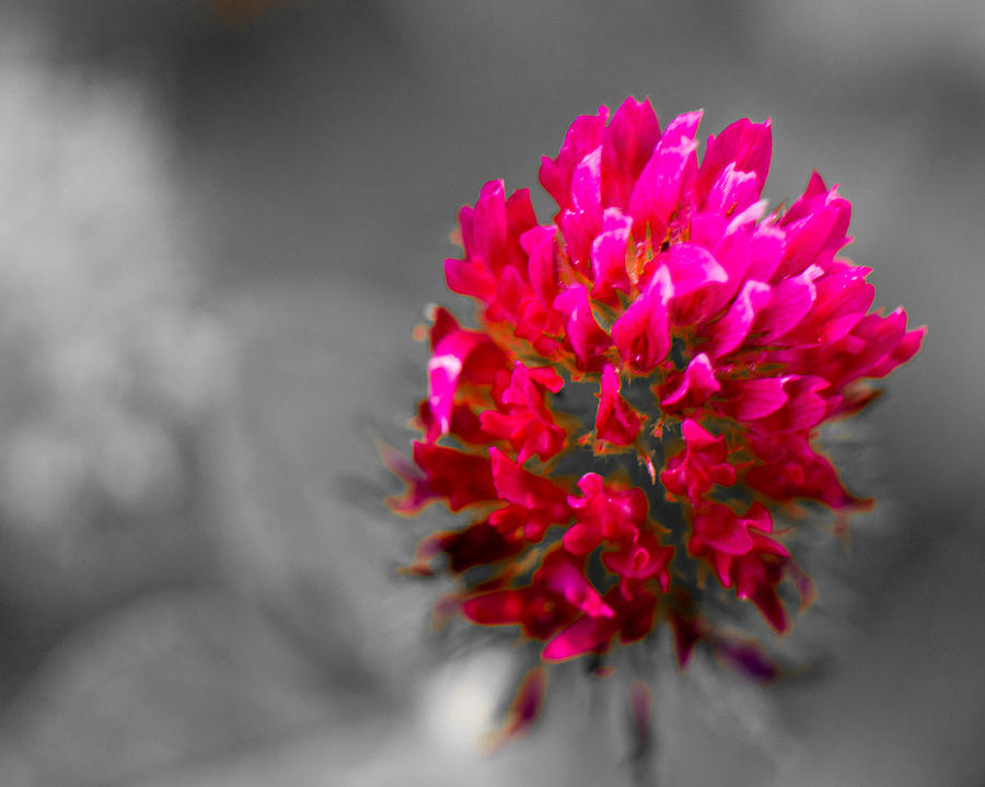 Red Clover Blossom Photograph by Barry Jones