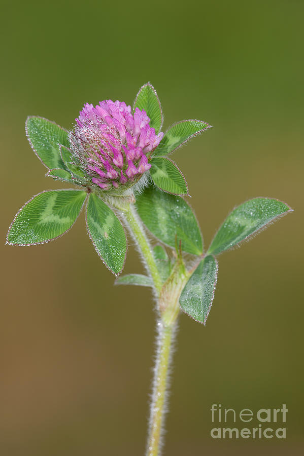 Red Clover Photograph by Clarence Holmes