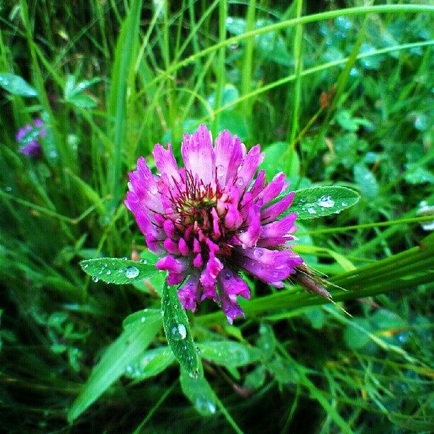 Nature Photograph - Red Clover Flower by Vicki Field
