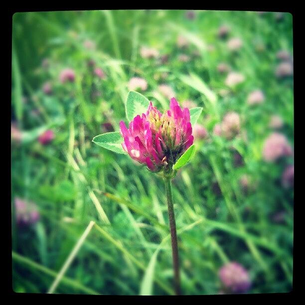 Nature Photograph - Red Clover Flower by Vicki Field