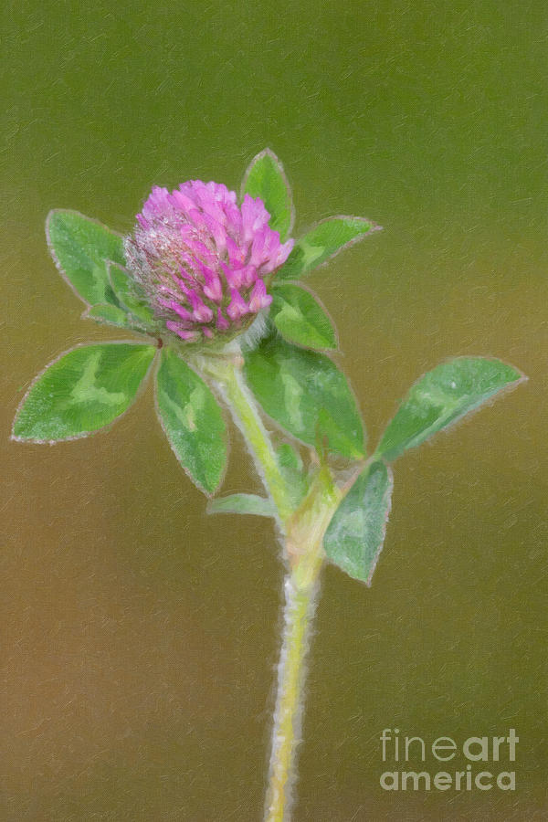 Red Clover in Oil Photograph by Clarence Holmes