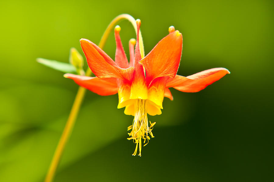 America Photograph - Red Columbine by Rich Leighton America Photograph - Red Columbine by Rich Leighton
