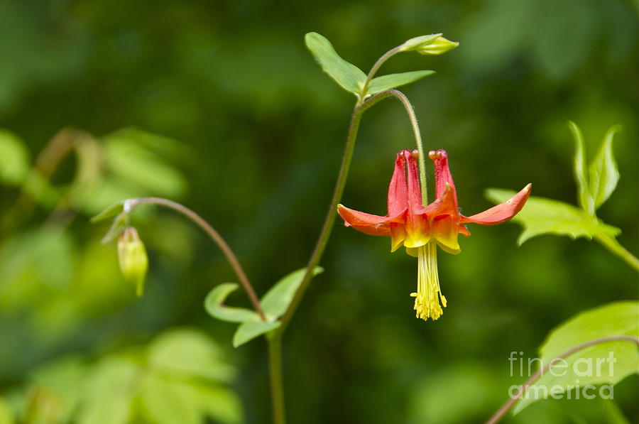 Red Columbine Photograph by Sean Griffin